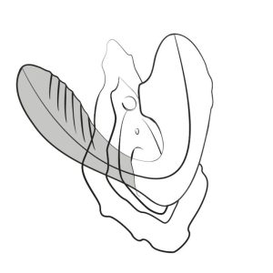 VIBRADOR DO PONTO G REVERB (COM SUCÇÃO) - Image 11